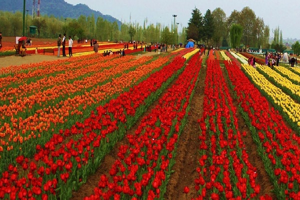 Tulip garden srinagar