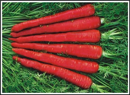 Gajar Carrot in Hindi (गाजर: जानकारी, खाने के फायदे और नुकसान)